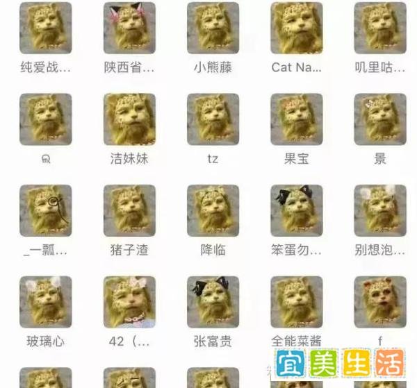金钱豹发财项目