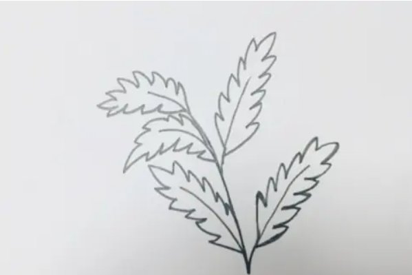 艾草怎么画才好看