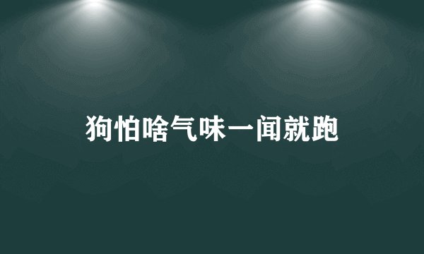 狗怕啥气味一闻就跑