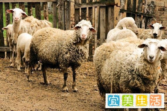 俗话说“穷不养鸡,富不养羊”,说得有道理吗?可以相信吗?