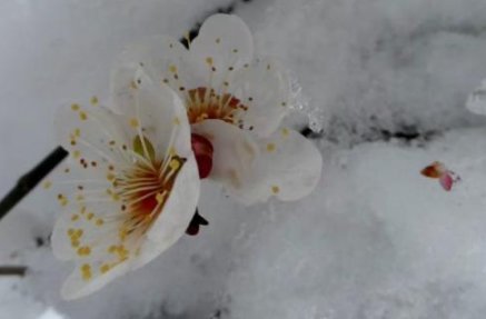 春冰虎尾的意思