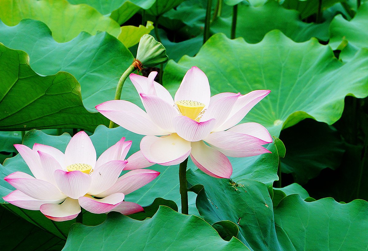 荷花的根、茎、叶、花、果实各是什么样子的？