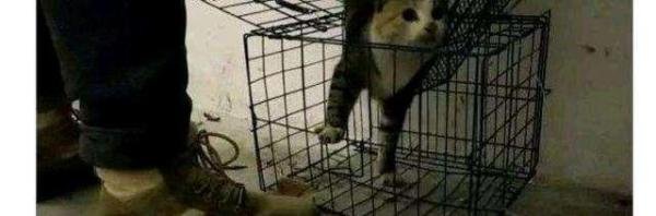 网络宣传贩卖虐猫视频,范源庆是否会得到法律的制裁?