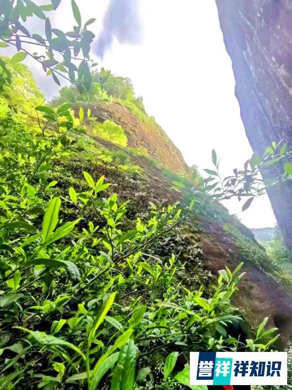 东方六禾 | 带着六禾好茶，迎接春暖花开