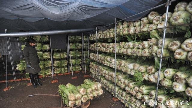 大白菜在地里不拔直接盖上大棚可以吗？