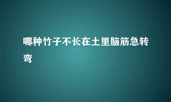哪种竹子不长在土里脑筋急转弯