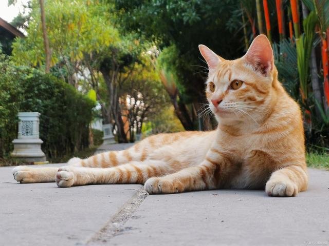 广西南宁一95后女孩贴猫亲昵脸上患脚气,这件事给予我们哪些警示?