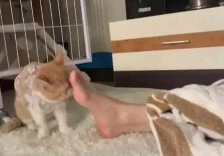 广西南宁一95后女孩贴猫亲昵脸上患脚气,这件事给予我们哪些警示?