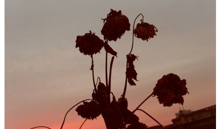 迟来的阳光救不了枯萎的花什么意思