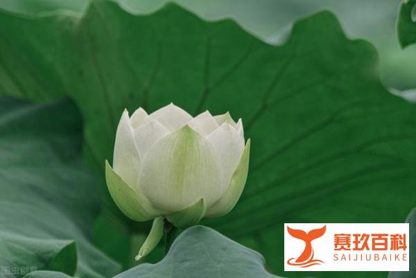 岁月静好,现世安稳,宁静中缓缓致远,时光中慢慢知味