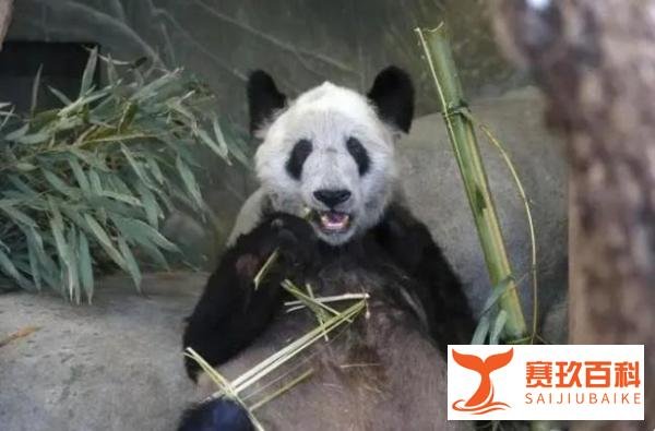 还是家好,丫丫终于回国了