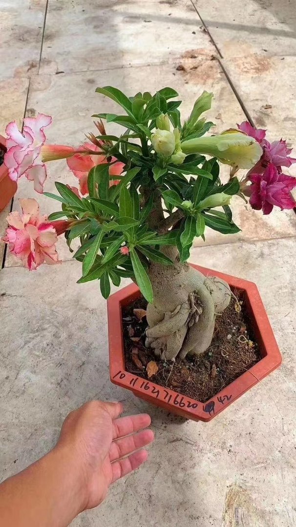 喜热的花卉有哪些