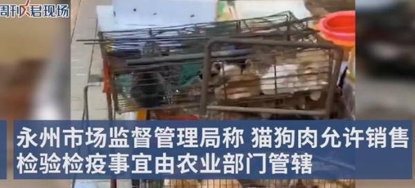 湖南永州市场卖活猫现宰，官方：已介入调查！