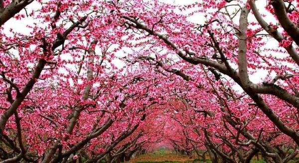 【微云山】桃花乱(文/张永康)