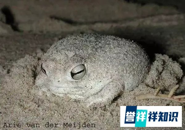 另类网红“蛙儿子”——大足短头蛙