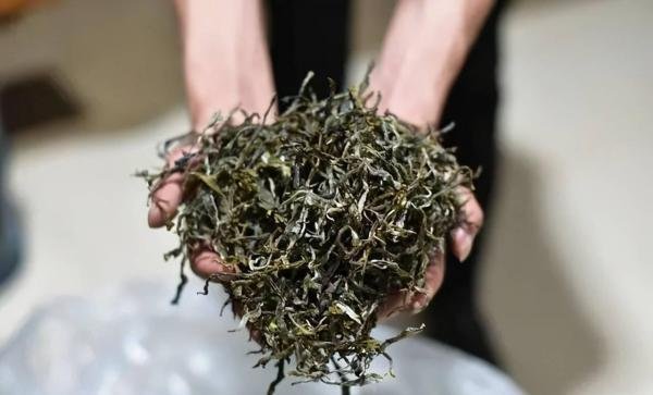 什么是毛茶、什么是精制茶？毛茶和精制茶的区别