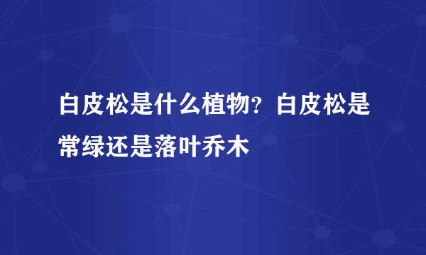 白皮松是什么植物？白皮松是常绿还是落叶乔木