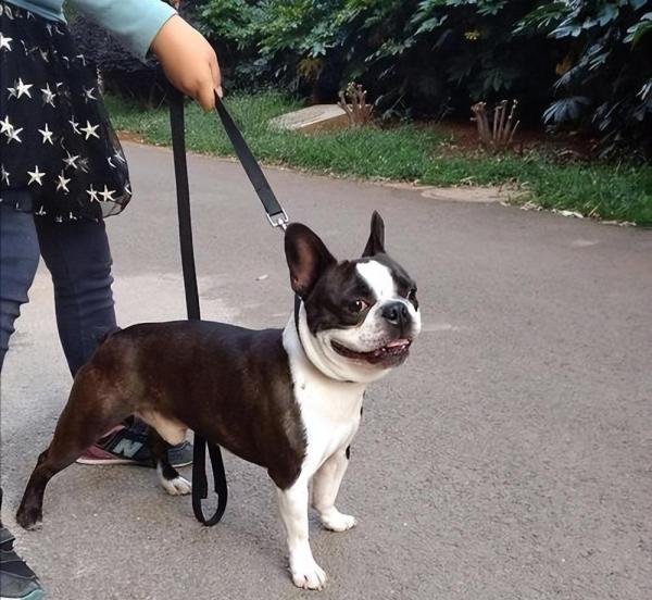 “犬界绅士”波士顿犬4大优点，养过再也忘不了