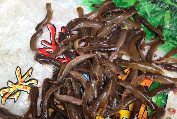在东北每到初春有一种很小 叫石头缝的鱼上市、请问这种鱼学名叫啥