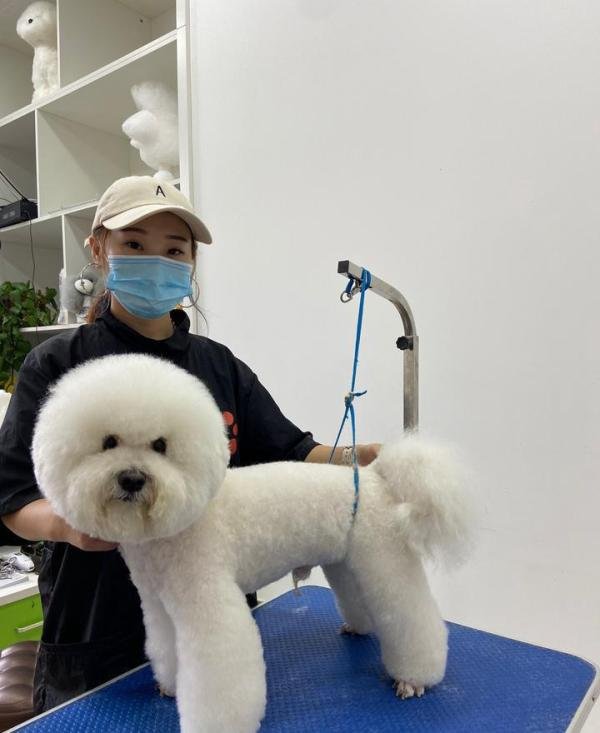 怎么学宠物美容?