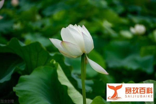 岁月静好,现世安稳,宁静中缓缓致远,时光中慢慢知味