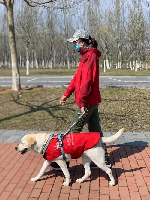 导盲犬用身体保护主人，自己掉入井中！导盲犬的忠诚度为何如此高？