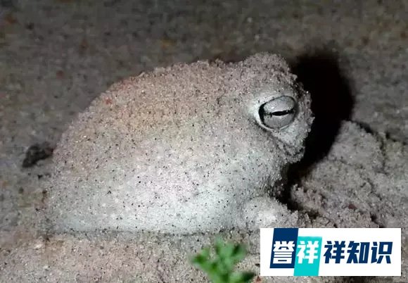 另类网红“蛙儿子”——大足短头蛙