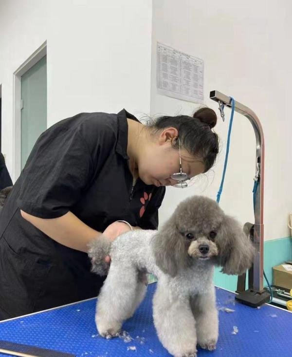 怎么学宠物美容?