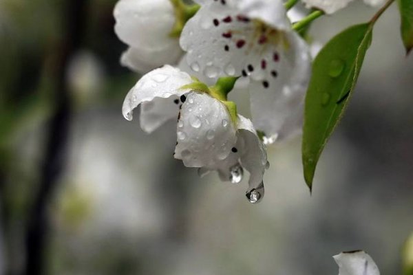 梨花带雨的意思
