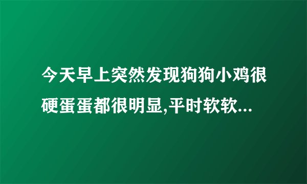 今天早上突然发现狗狗小鸡很硬蛋蛋都很明显,平时软软肉坨坨的,这是怎 ...