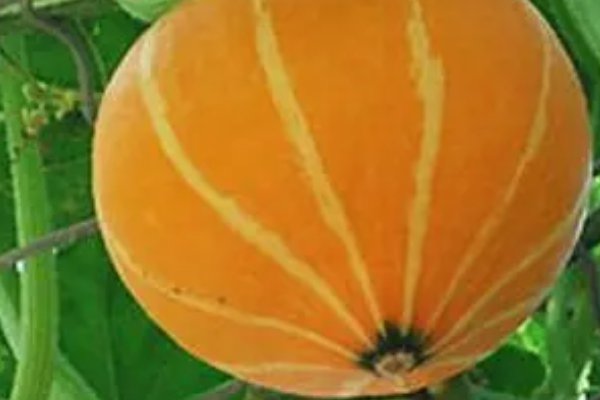 蒂的解释意思
