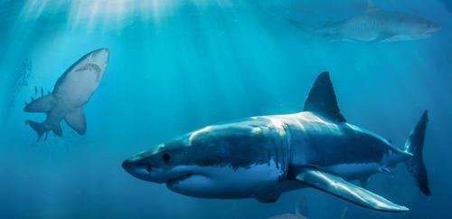罗总的”老人与海“-sharklet鲨纹抗污