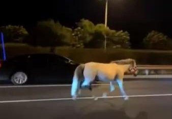 北京四环主路现奔腾小马,是否给往车辆造成了危险?