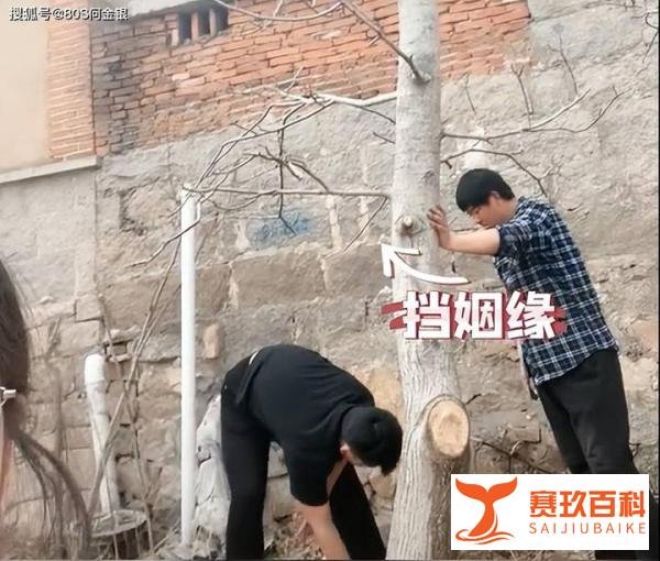 女子算命核桃树挡姻缘家人将树砍掉 这是咋情况？
