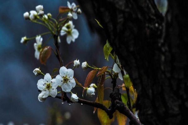 梨花带雨的意思