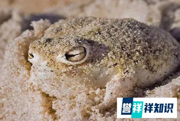另类网红“蛙儿子”——大足短头蛙