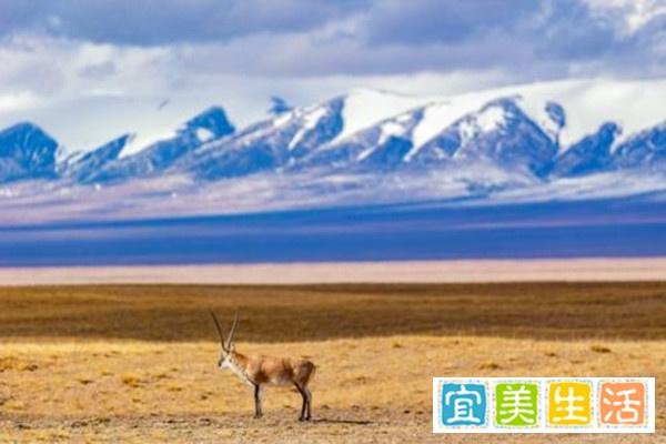 未经备案禁止前往青海省可可西里自然保护区旅游