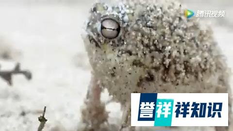 另类网红“蛙儿子”——大足短头蛙
