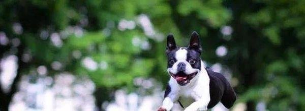 “犬界绅士”波士顿犬4大优点,养过再也忘不了