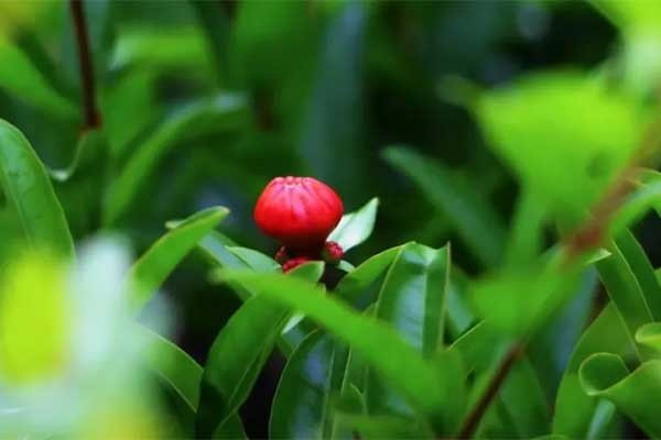 万物丰盈下一句