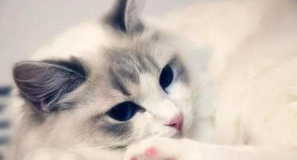 湖南永州市场卖活猫现宰，官方：已介入调查！