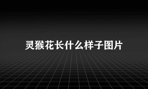 灵猴花长什么样子图片