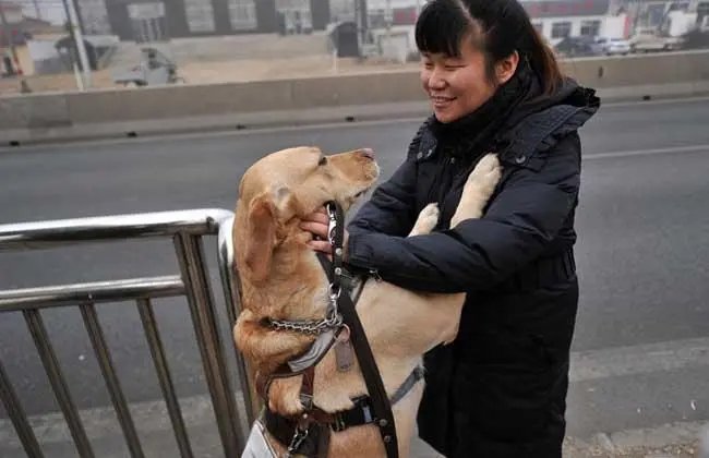 导盲犬用身体保护主人，自己掉入井中！导盲犬的忠诚度为何如此高？
