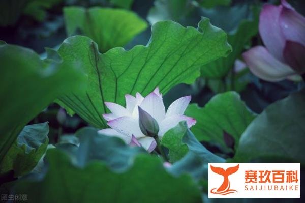 岁月静好,现世安稳,宁静中缓缓致远,时光中慢慢知味