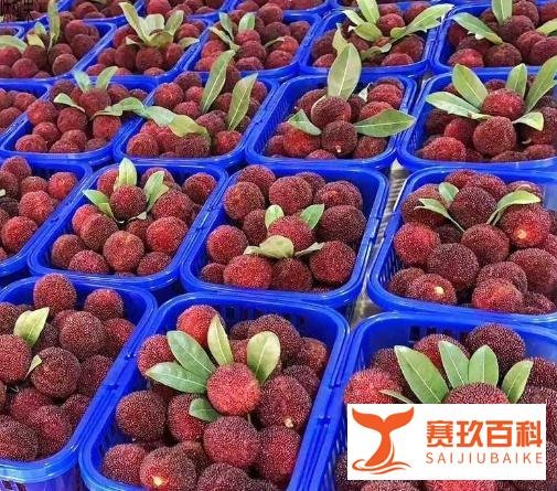 男子每天1斤杨梅狂吃20天要做血透