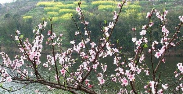 【微云山】桃花乱(文/张永康)
