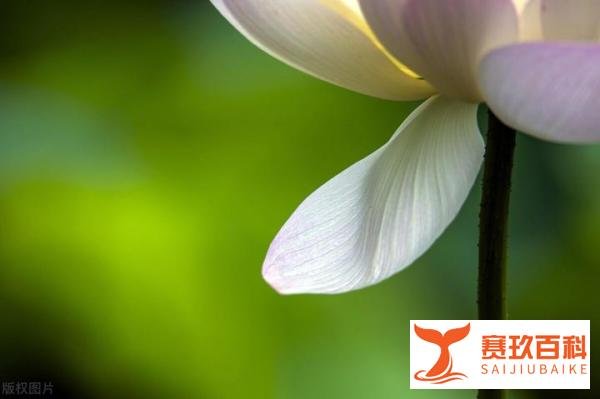 岁月静好，现世安稳，宁静中缓缓致远，时光中慢慢知味