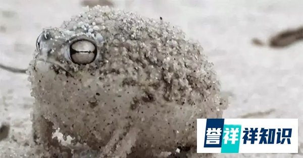 另类网红“蛙儿子”——大足短头蛙