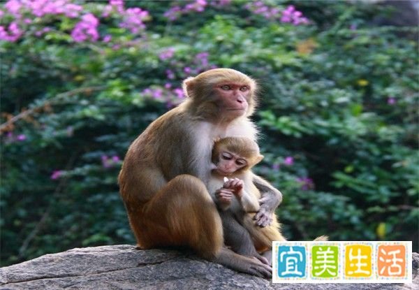 海南三亚自助游攻略