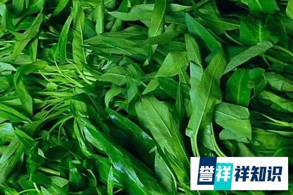 阳台蔬菜常用到的六种扦插方法，总有一种适合你！